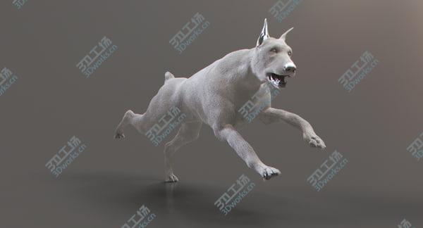 images/goods_img/20210312/3D Doberman with Fur (Rigged) model/5.jpg
